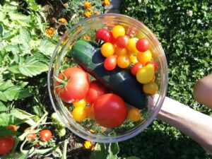 Concombre et tomates